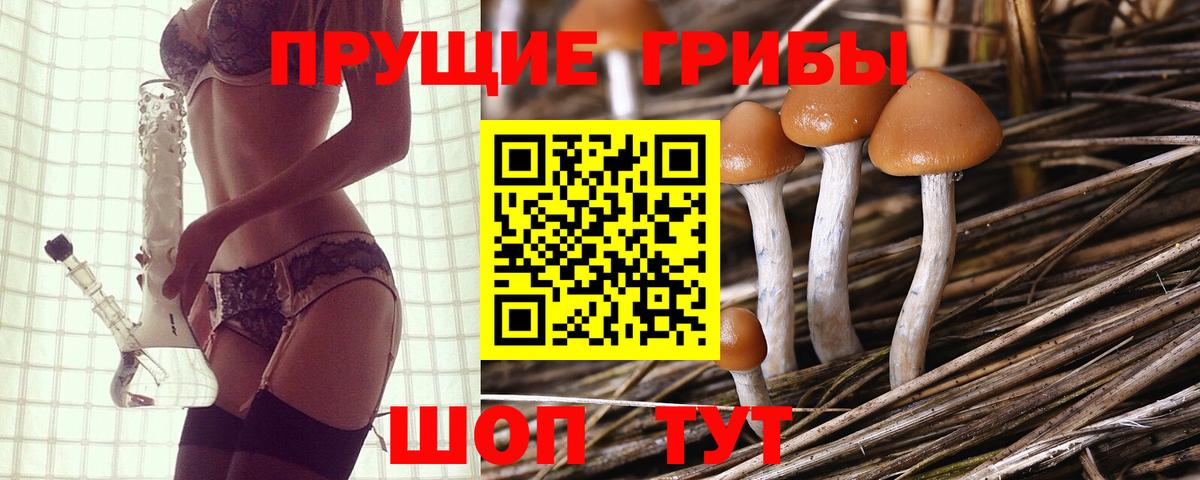 Псилоцибиновые грибы Psilocybe Дятьково